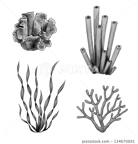 Black and white coral set graphic Black and white coral set graphic 134670891