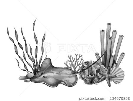Black and white stingray with corals and shell 134670898