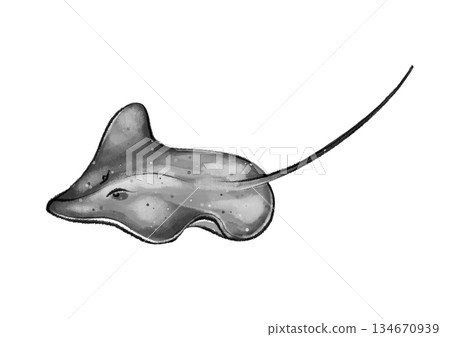 Black and white stingray graphic Black and white stingray graphic 134670939