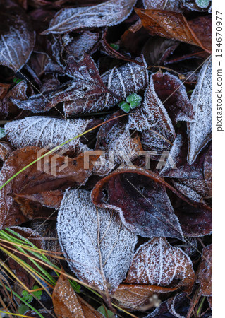 Winter early morning scenery: frost Winter early morning scenery: frost 134670977