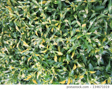 Close-up of Akilanthus (green) 134671019