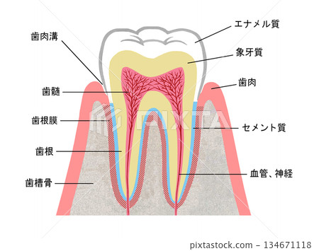 Illustration of the tooth structure 134671118