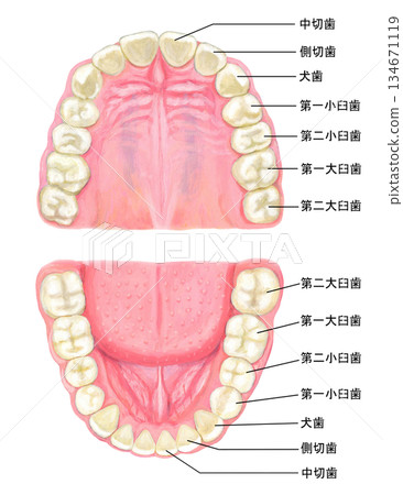 人類牙齒示意圖 - 附名稱 人類牙齒示意圖 - 附名稱 134671119