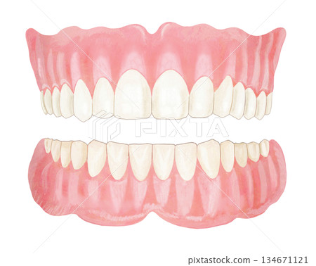 Dentures illustration - 2 134671121