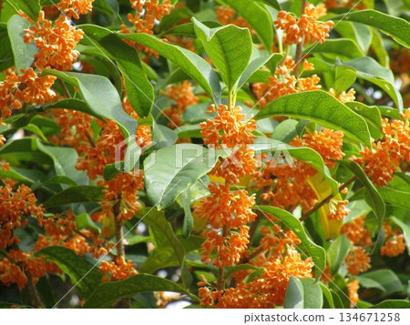 Osmanthus tree in full bloom 134671258