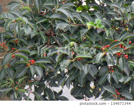 Close-up of the leaves and fruit of Japanese silverleaf 134671344