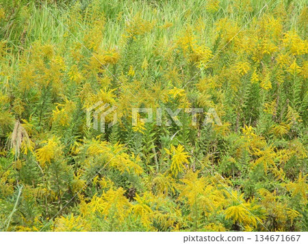 田野裡盛開著高大金光菊（Solidago altissima）的花朵 134671667