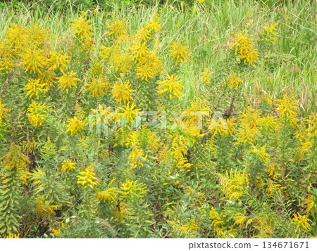 Solidago altissima flowers blooming in the field Solidago altissima flowers blooming in the field 134671671
