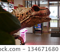 Dinosaur sculptures appearing inside the facility (Ainoyama no Yu, Maebashi City, Gunma Prefecture) 134671680