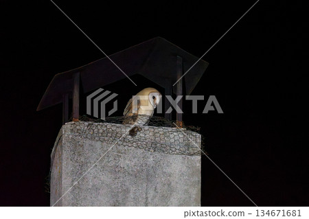 Nighttime Barn Owl Perched on a Chimney Nighttime Barn Owl Perched on a Chimney 134671681