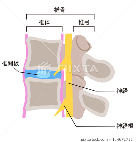 Structure of the intervertebral disc: Lumbar disc herniation 134671755