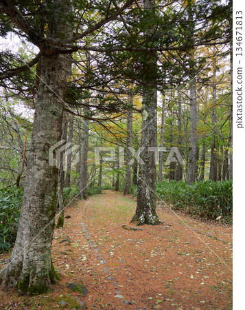 秋季旅遊勝地上高地步道的景色 134671813