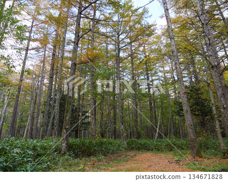 Autumn scenery of the Kamikochi forest Autumn scenery of the Kamikochi forest 134671828