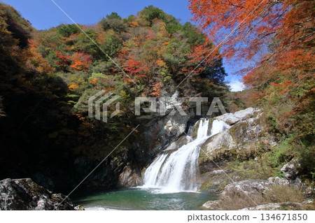 秋葉染紅了雨咲瀑布(瀨戶川谷,土佐町,高知縣) 秋葉染紅了雨咲瀑布(瀨戶川谷,土佐町,高知縣) 134671850