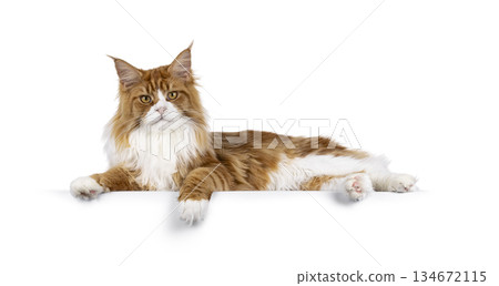 Red with white MCO cat on white 134672115