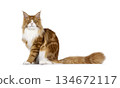 Red with white MCO cat on white 134672117