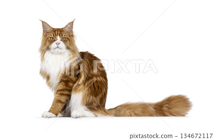 Red with white MCO cat on white Red with white MCO cat on white 134672117