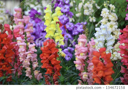一片美麗的彩色金魚草花壇 134672158