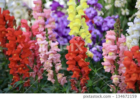 花壇裡盛開著五彩繽紛的金魚草花 花壇裡盛開著五彩繽紛的金魚草花 134672159