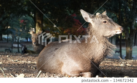 日本鹿 134672342