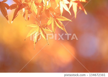 Autumn leaves 134672381