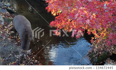 秋葉和鹿 134672445