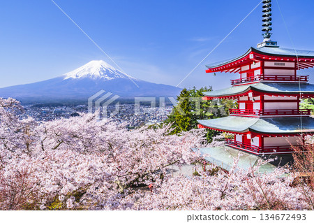 Spring at Arakurayama Sengen Park: Cherry blossoms in full bloom, Mount Fuji, and the Chureito Pagoda seen from the observation deck [Fujiyoshida City, Yamanashi Prefecture] 134672493
