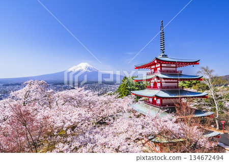 從展望台可以看到春天的新倉山淺間公園的壯麗景色-富士山、忠靈塔和盛開的櫻花【山梨郡富士吉田市】 從展望台可以看到春天的新倉山淺間公園的壯麗景色-富士山、忠靈塔和盛開的櫻花【山梨郡富士吉田市】 134672494