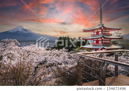 Evening view of cherry blossoms blooming at Arakurayama Sengen Park [Fujiyoshida City, Yamanashi Prefecture] 134672496
