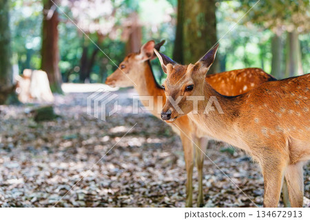 奈良公園的鹿群與自然和諧共處 134672913