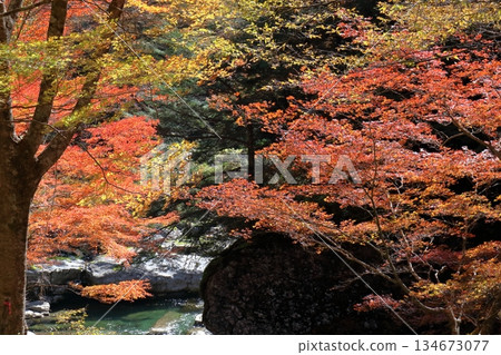 美麗的秋葉染紅了瀨戶川（高知縣瀨戶川谷） 134673077