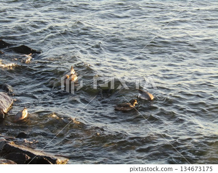 Migratory Wigeon feeding Migratory Wigeon feeding 134673175