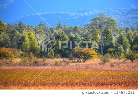 [Oku-Nikko] Lady of Odashirogahara and autumn leaves 134673281