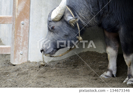 Water buffalo 134673346