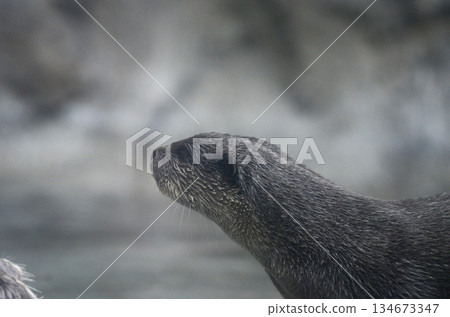 Otter 134673347