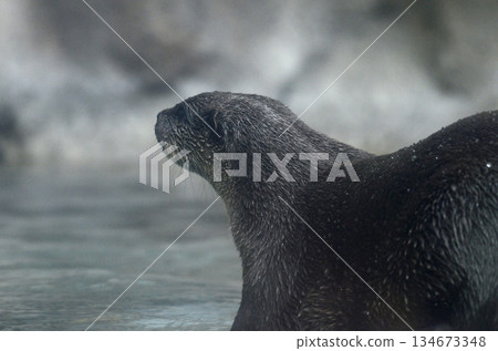 Otter 134673348