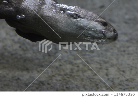 Otter Otter 134673350