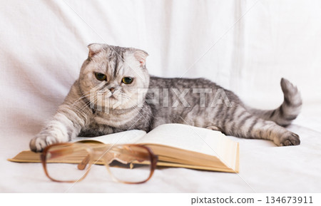 Reader cat. curious gray scottish fold cat lying on open book 134673911