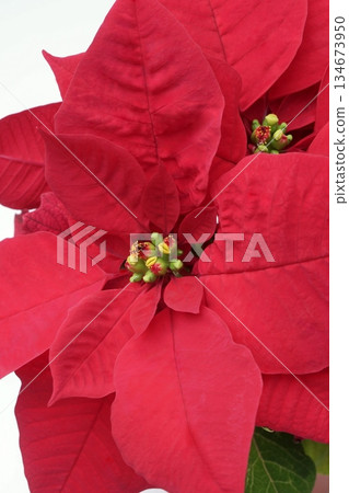 Poinsettia fresh flowers Poinsettia fresh flowers 134673950