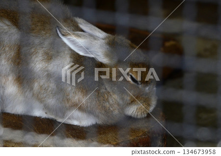 Rabbit Rabbit 134673958