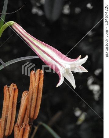 Takasago lily Takasago lily 134674226