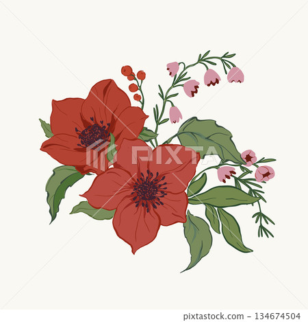 Vector Christmas floral card of poinsettia, leaves and berries. Hand-drawn vintage poster isolated on white background. Illustration for design, print, fabric or background. 134674504