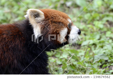 Lesser panda Lesser panda 134674562