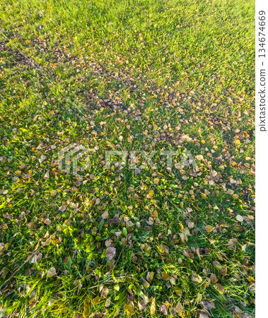 Lush greenery with floral accents, Serene landscape with vibrant plant life Lush greenery with floral accents, Serene landscape with vibrant plant life 134674669