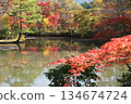 Autumn leaves reflected in a pond 134674724
