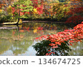 Autumn leaves reflected in a pond 134674725