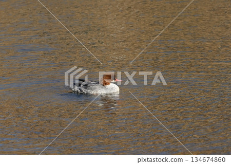 川明在京都鴨川游泳 134674860