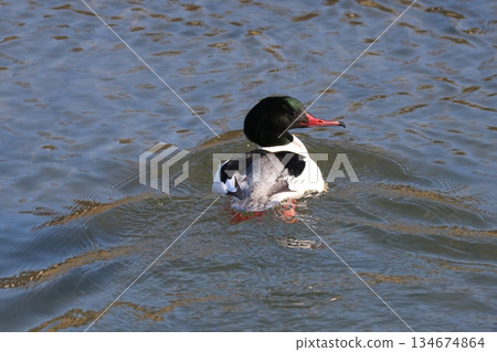 Merganser swimming in the river in winter Merganser swimming in the river in winter 134674864