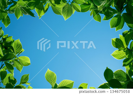 A frame composition of green leaves surrounding a blue sky 134675058