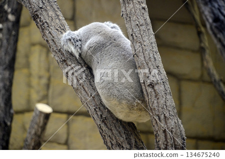 Koala 134675240